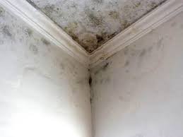 Mold Inspection